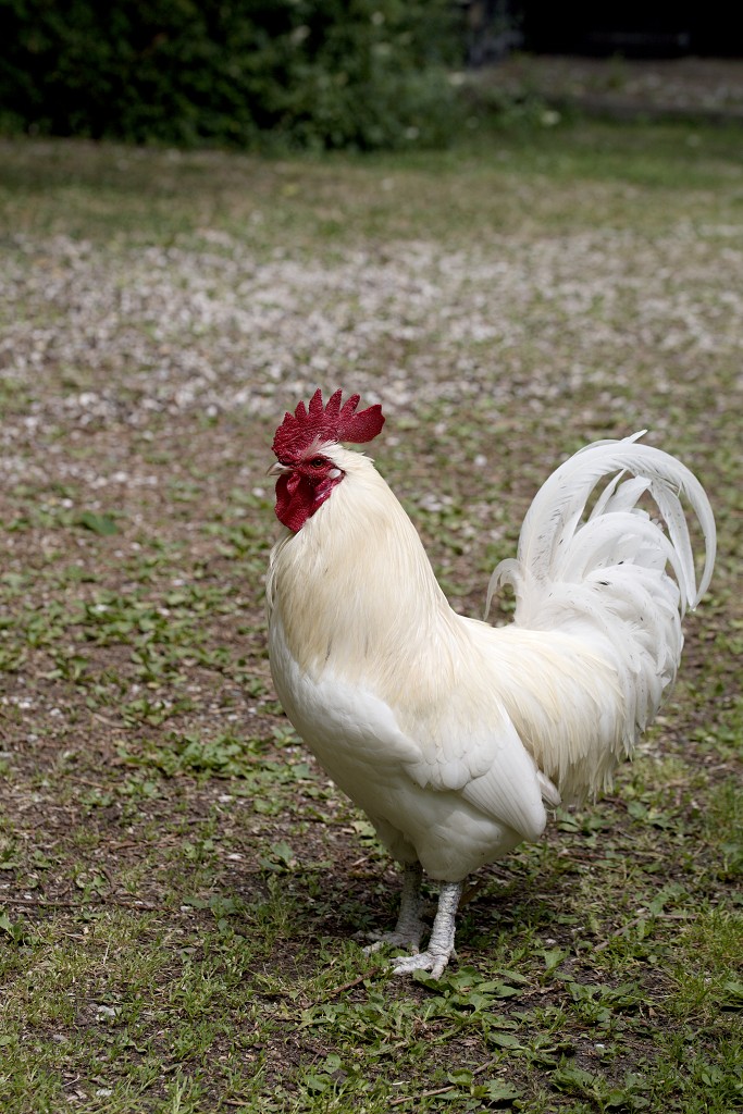 Gallus gallus domesticus Kip landbouw veeteelt industrie vee polder agrarisch agricultuur milieu klimaat stikstof co2 bio ecologisch biologisch natura2000 planetproof natura 2000 veehouderij